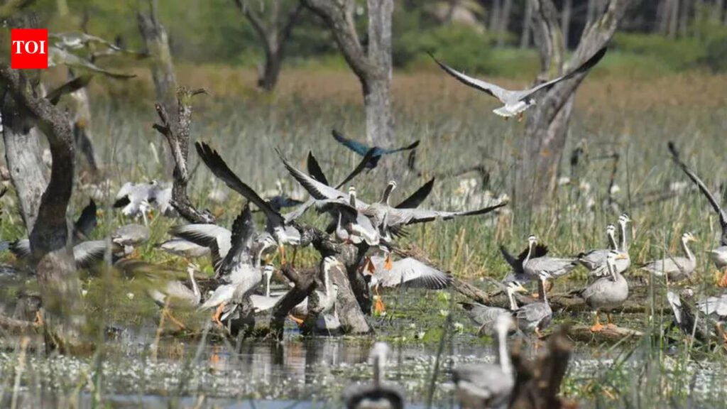 Fishing ban transforms Hadinaru lake into winter haven for bar headed geese | Mysuru News