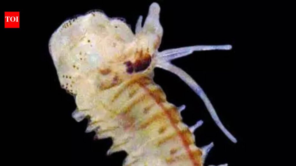 Two marine worm species discovered on Bengal coast | Kolkata News