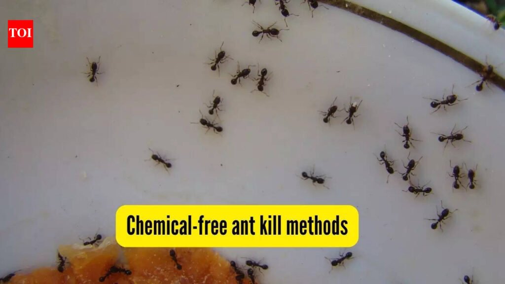 5 homemade, chemical-free ant killer sprays; effective DIY methods