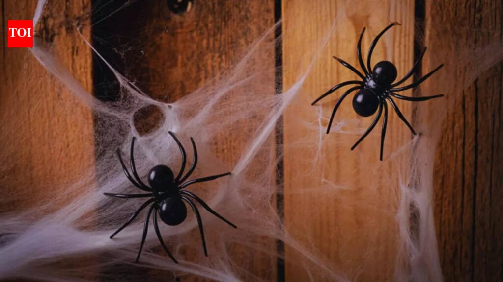 5 effective ways to keep spiders away from your home and garden (third is a magical remedy!)