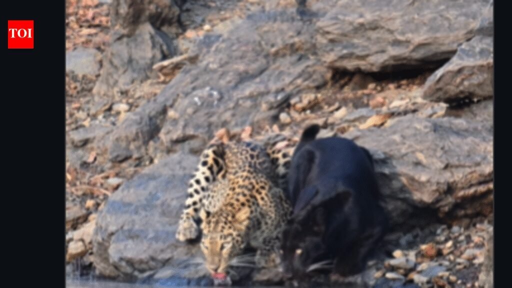 Watch: Rare moment as black panther and leopard drink water side by side |