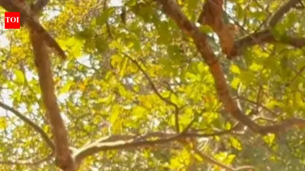 Survivors recount narrow escape in Hazaribag elephant attack that killed six