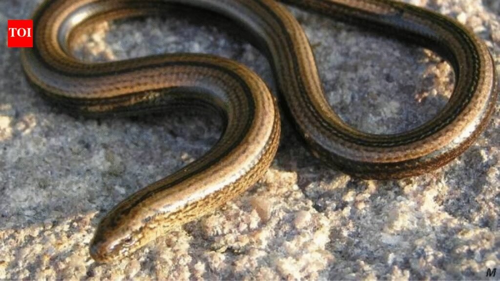 Think you spotted a snake in your garden that disappeared in seconds? This snake-like creature is not what you think |