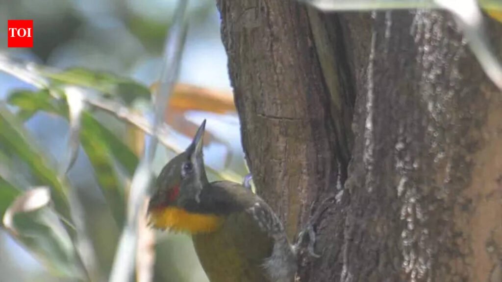 Bengal goes birdwatching under global event, logs 289 species so far | Kolkata News