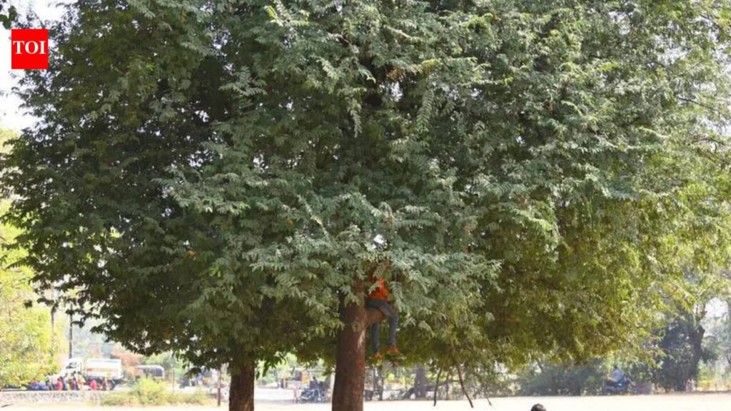 Tamarind prices soar to Rs 200/kg due to yield drop, labour shortage | Mysuru News