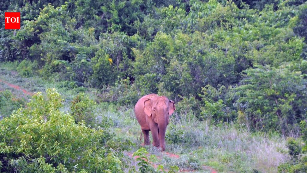 WII team to visit Odisha to reassess elephant count soon | Bhubaneswar News