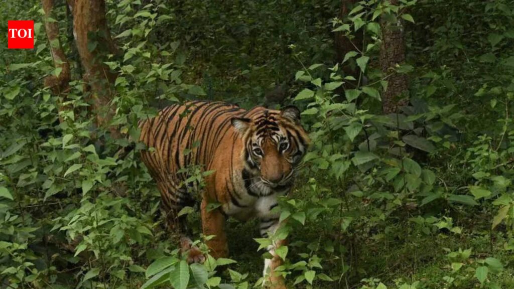 Reserves crowded? National authority says Karnataka’s Bandipur can have 119 more tigers | Bengaluru News