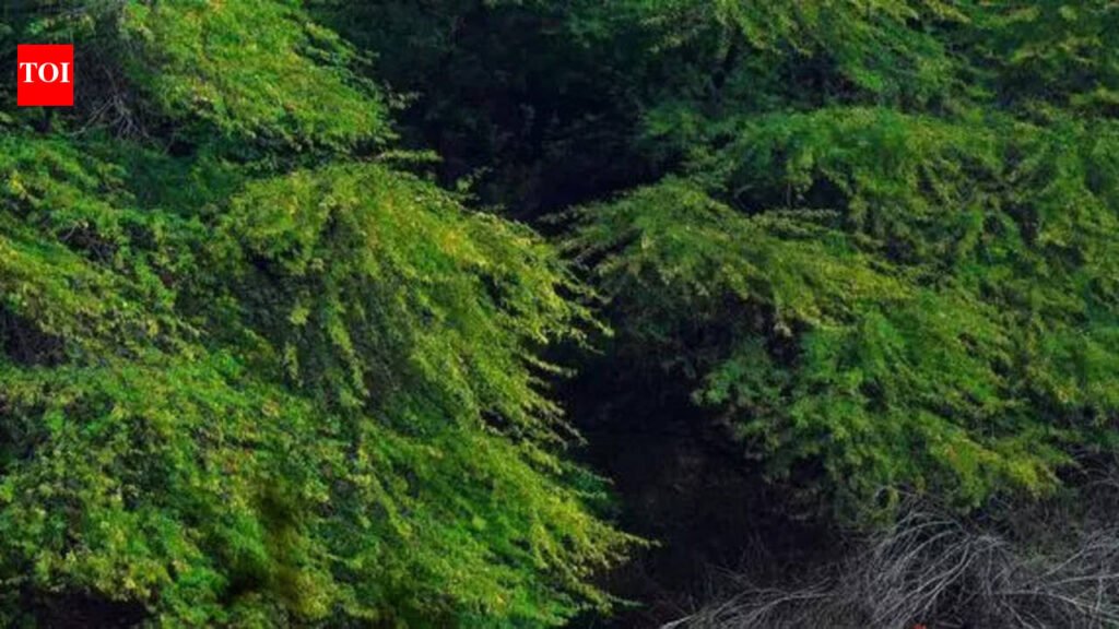 Green outfit launches ‘Shivalik Morcha’ to protect Punjab foothills | Chandigarh News