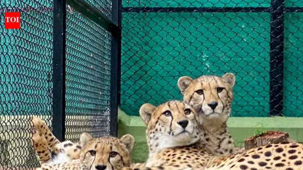 In a first, Odisha plan to house cheetahs at Nandankanan Zoo | Bhubaneswar News