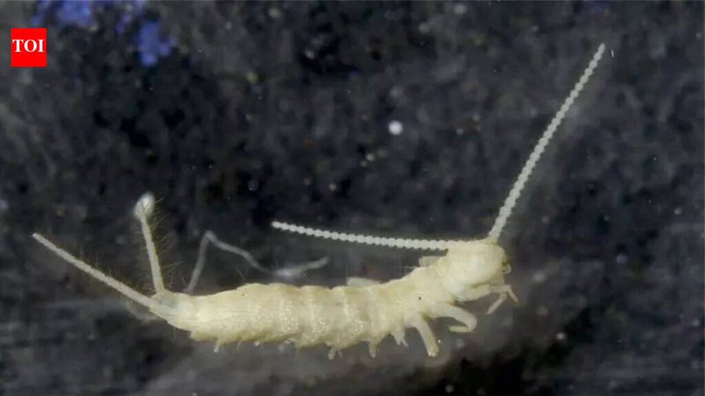 ZSI discovers new hexapod species in eastern Himalayas | Kolkata News