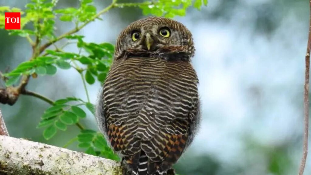 Bird watchers count 260 species across 10 city college campuses | Thiruvananthapuram News