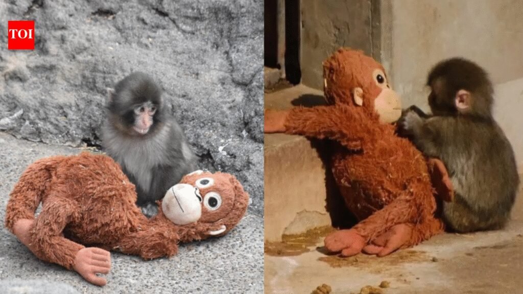 Story from a Japanese Zoo: This little baby macaque was abandoned by his mother and he found comfort is the most unexpected thing