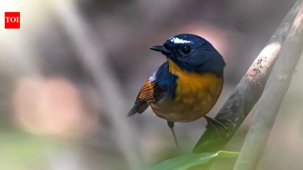 Global bird count: At 518, state tops India species list | Kolkata News