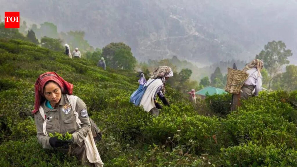 Shorter shelf life impedes export of Bengal’s GI food products | Kolkata News