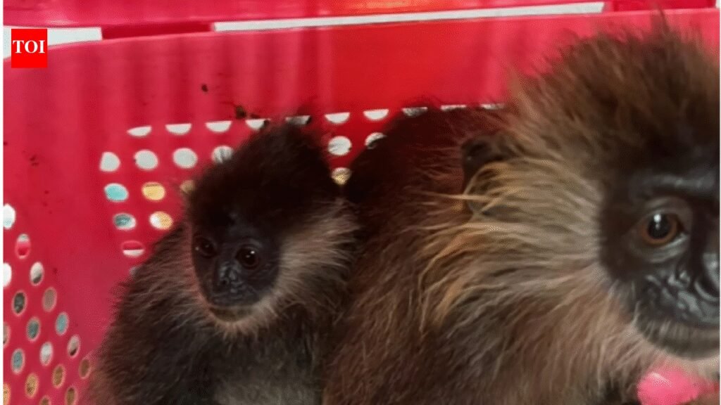 Indian traveller tries to smuggle two endangered monkeys worth INR 2.9 lakh from Bangkok: Here’s what happened next |