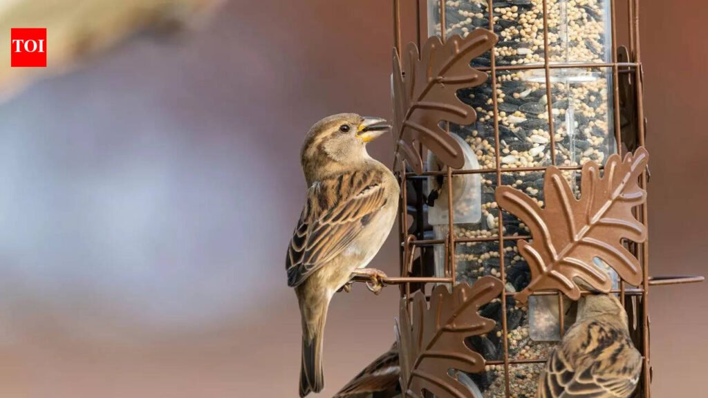 This is why one must feed Sparrows as per Astrology