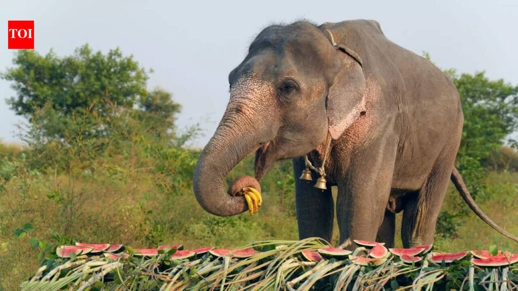Wild elephant herd roams Koderma villages; Forest department on high alert amid rising human-elephant conflicts | Ranchi News