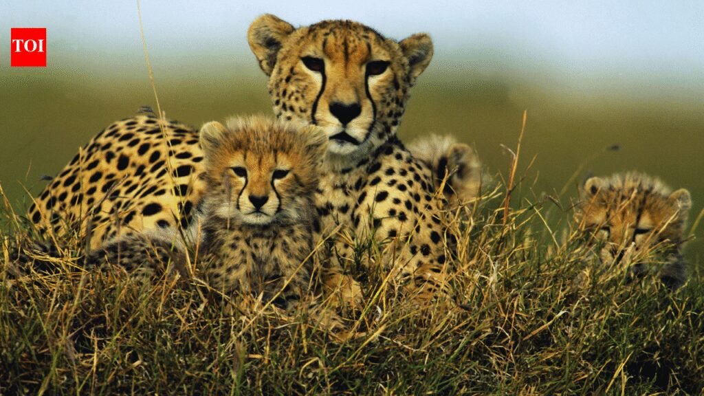 Kuno National Park in 2026: Where India’s cheetah comeback is unfolding in real time as cheetah population reaches 38 |