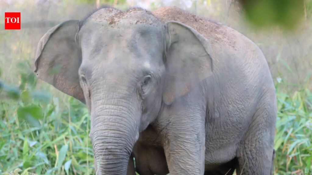 Bokaro declares 34 temporary shelters to protect against wild elephant attacks; Residents urged to seek safety swiftly | Ranchi News