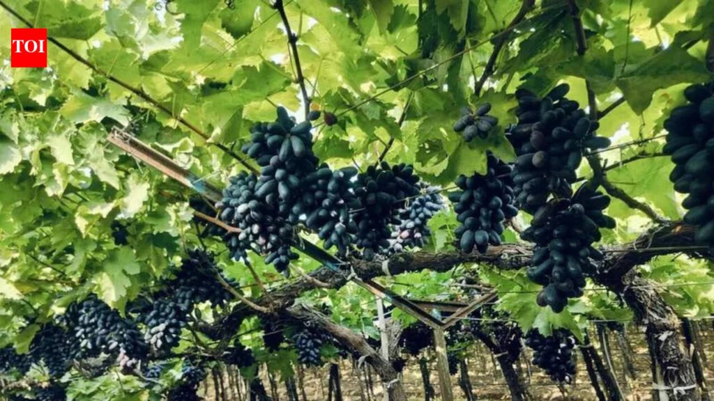 Grape growers seek law against cheating | Pune News