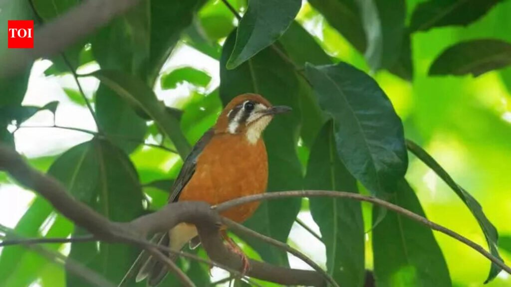 58 bird species recorded on Yenepoya varsity campus | Mangaluru News