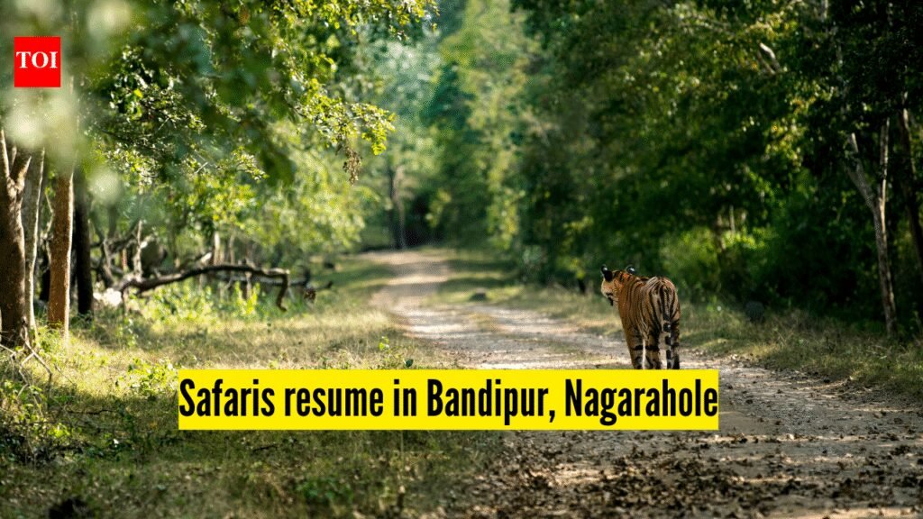 Karnataka: Safari operations resume in Bandipur, Nagarahole from today under tight guidelines |