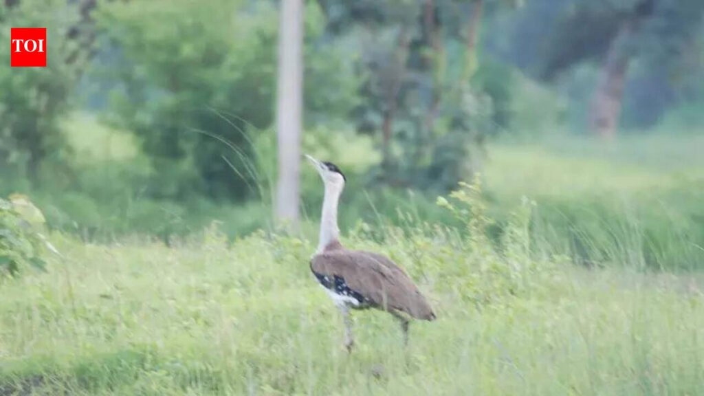 Census reveals rising count of GIBs in Jaisalmer district | Jaipur News
