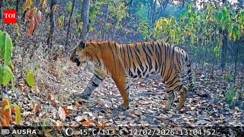 Lone tiger completes one-year stay in Gujarat | Ahmedabad News