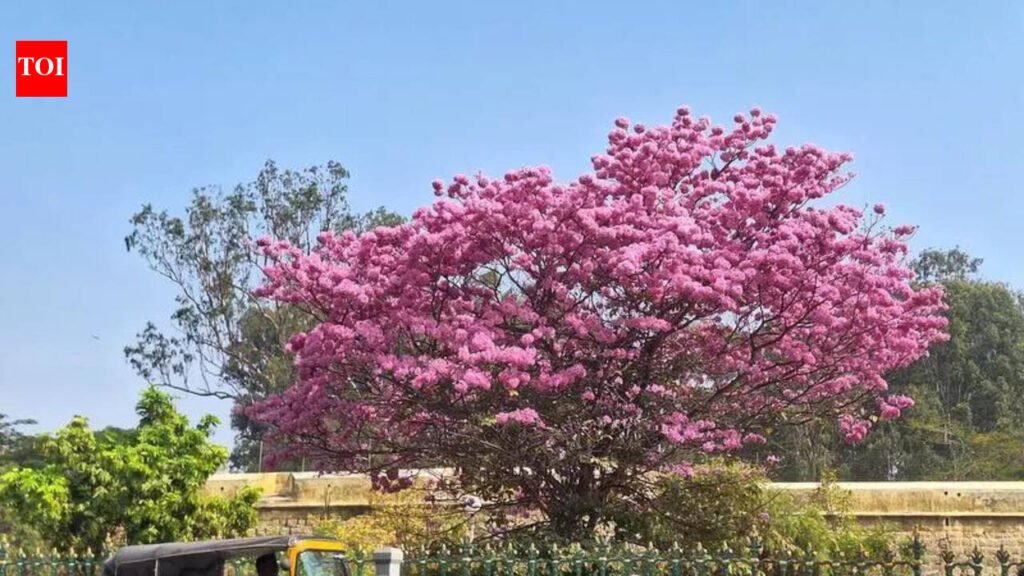 Mysuru city to get tree protection panel soon | Mysuru News