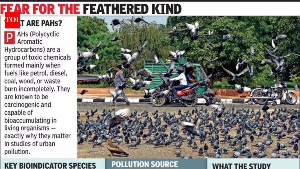 Ahmedabad: Pigeons you shoo away are airborne toxin alarm system | Ahmedabad News