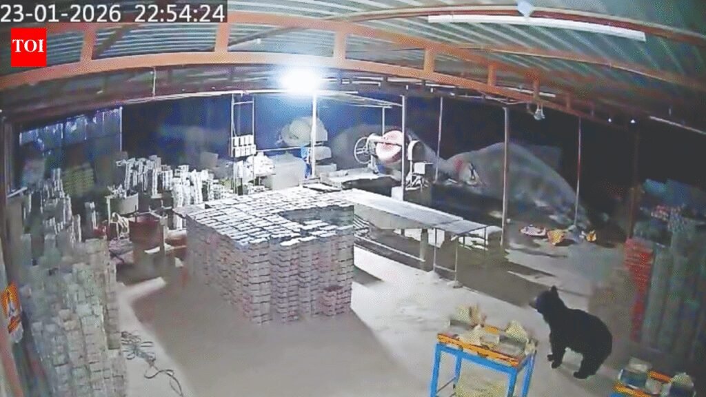 Sloth Bear Movement Near Tamil Nadu Villages: KMTR Faces Growing Challenge | Chennai News