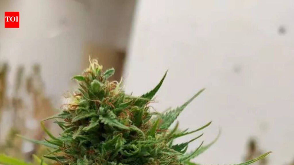 Smuggling cartels turn to new gold — hydroponic ganja | Chennai News