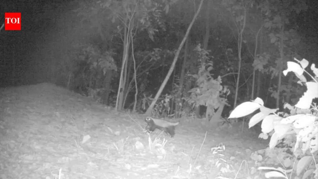 Honey Badger: Rare honey badger clicked in forests of Jhargram | Kolkata News