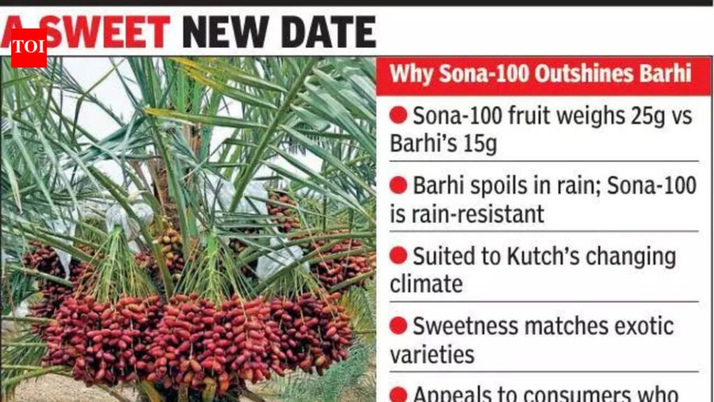 Sona-100 Date Variety: Kutchi date variety turning monsoon woes into hope | Rajkot News