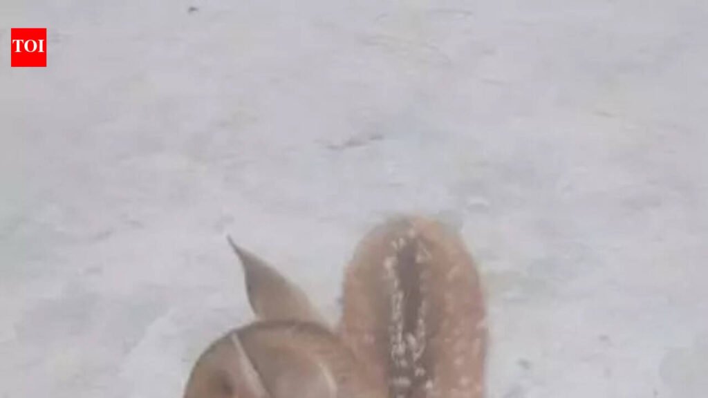 Chital fawn hand-reared at Kishenpur Sanctuary | Lucknow News