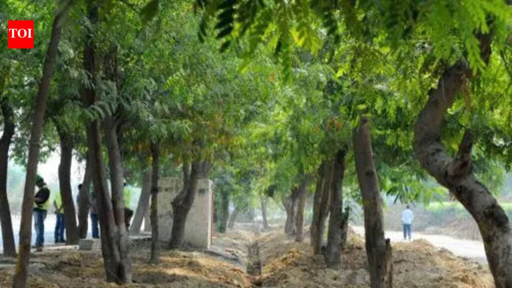 Transplant of 32 trees for airport work gets go-ahead | Delhi News