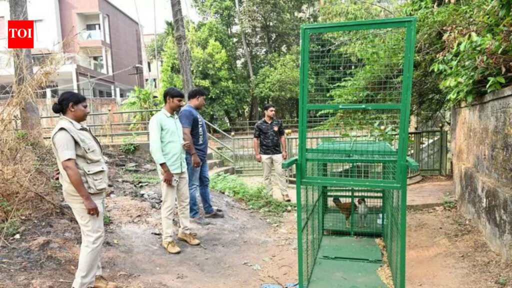 Leopard captured on CCTV in Kadri; cage placed, surveillance intensified | Mangaluru News