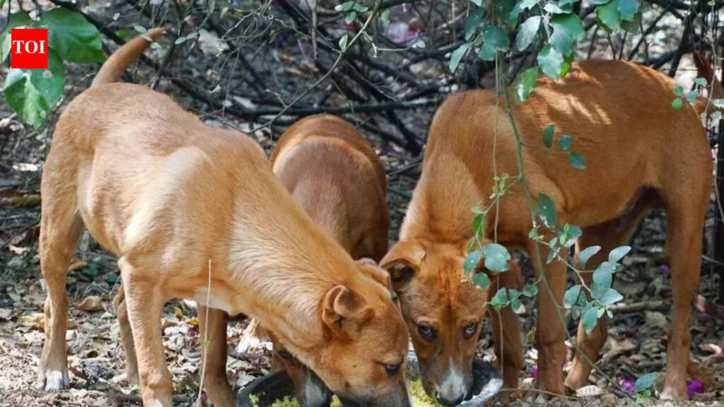 PMC identifies 88 public spots for feeding stray dogs; volunteers point to some lacunae in process | Pune News
