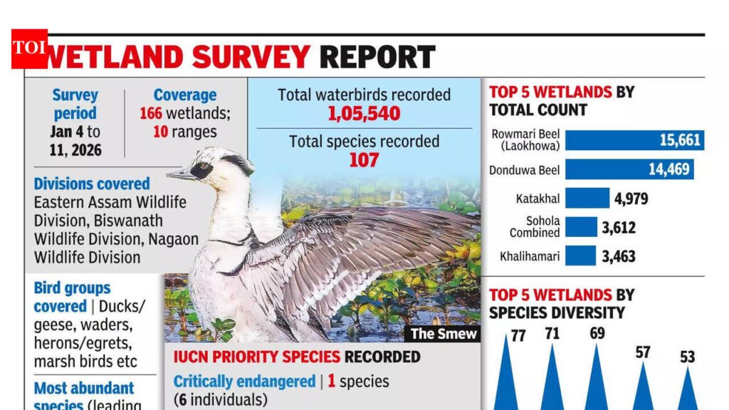 Smew Sighting In Kaziranga: Rare smew sighted for 1st time in Kaziranga during 7th waterbird count | Guwahati News