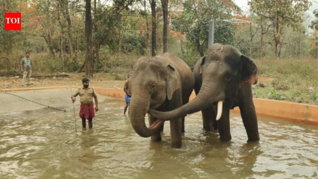 Newly opened Chadivayal elephant camp gets two occupants | Coimbatore News