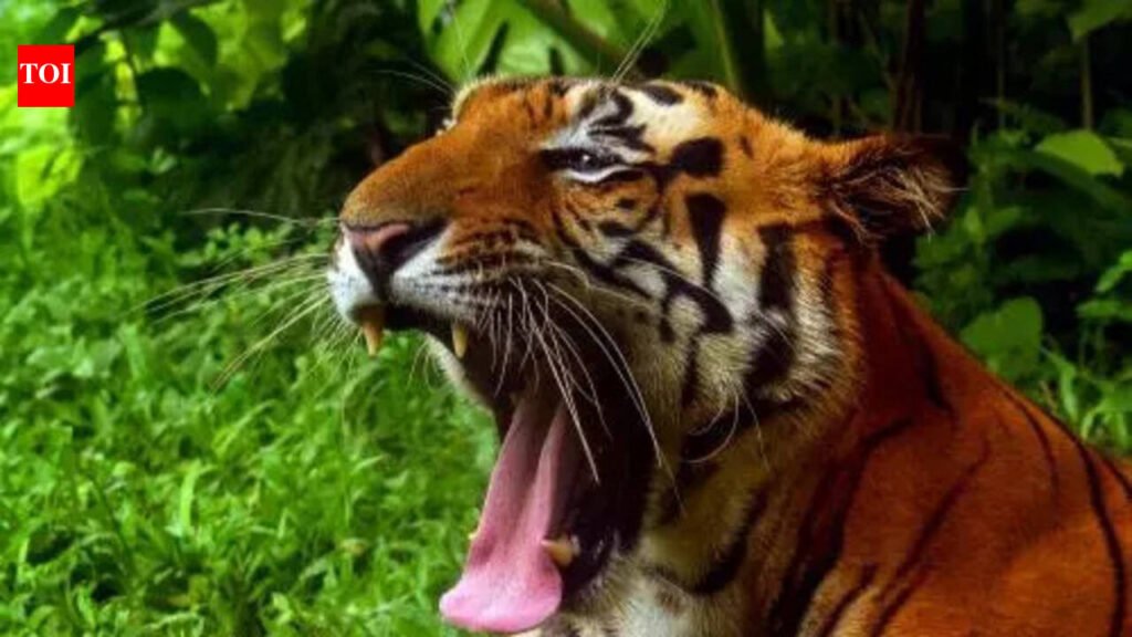 Tadoba-Andhari Tiger Reserve: Tadoba corridor mine pitchtriggers sparring in assembly | Nagpur News