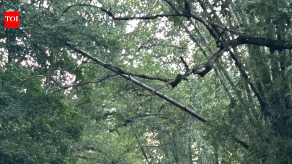 Tamil Nadu Forest Department Digitizes Boundary Maps for Enhanced Conservation and Land Dispute Resolution | Chennai News