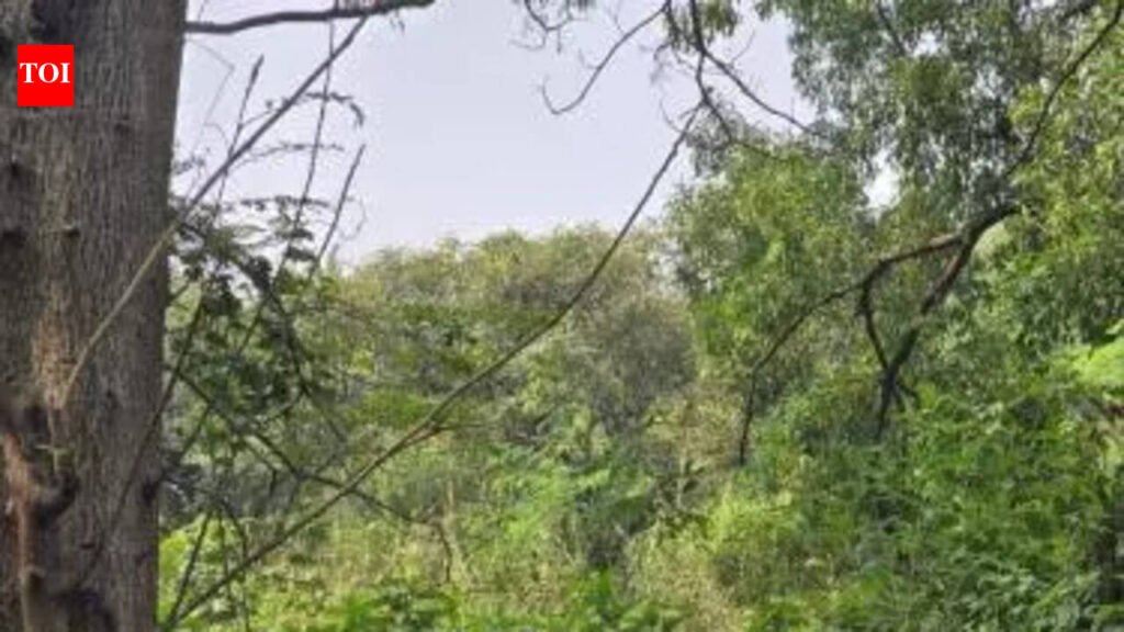 NCP (SP) warns of moving Bombay HC over tree-felling issue at Regional Mental Hospital in Maharashtra | Mumbai News