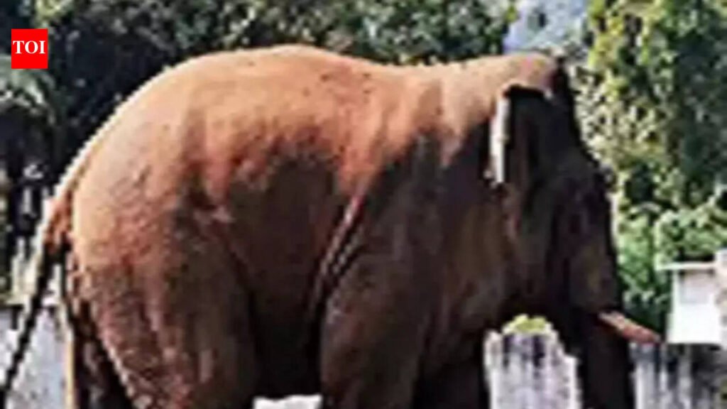 Wild elephant kills livestock, damages huts in Rohtas | Patna News