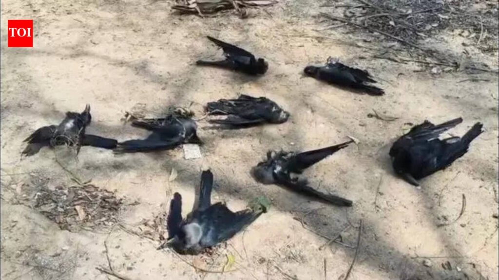 Bird flu scare grips Cuddalore’s Periyakanganakuppam village as more than 50 crows drop dead | Chennai News