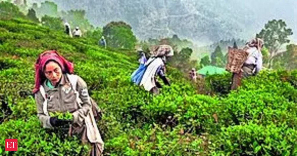 sarma: Assam Cabinet hikes tea workers’ wages by ₹30 ahead of polls; BJP to launch Jan Ashirwad Yatra Feb 28