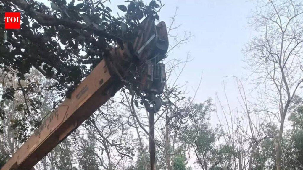 Elephant calf dies after falling into open well in Keonjhar | Bhubaneswar News