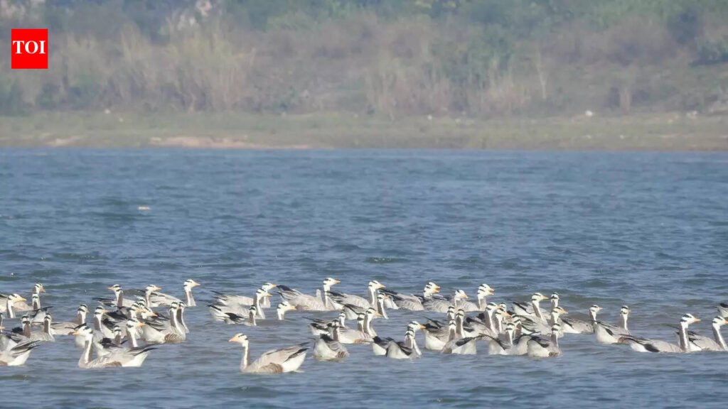 As temp rises, migratory birds start flying out of Chilika | Bhubaneswar News