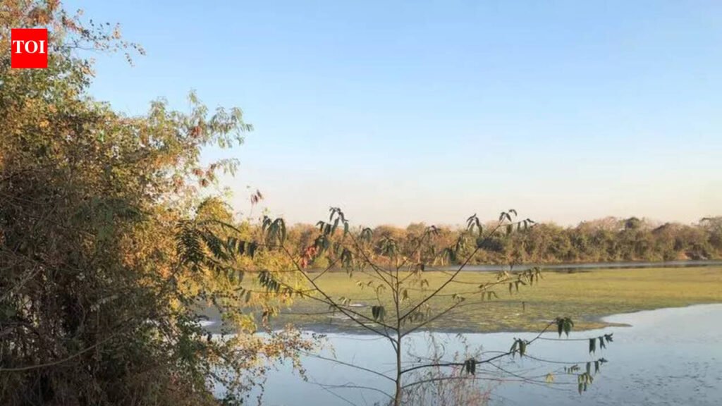 Red tape delays conservation of DPS Flamingo Lake amid algae bloom and late flamingo arrival | Mumbai News