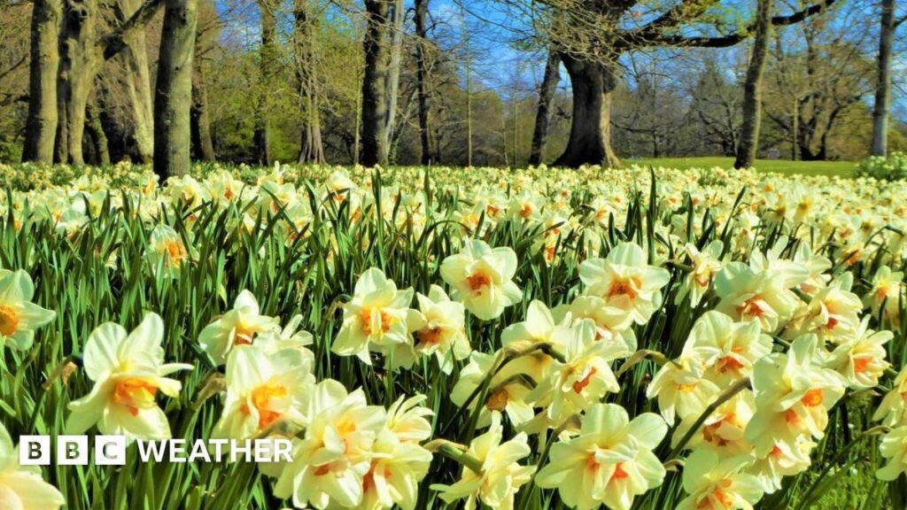 Spring-like weather in the UK